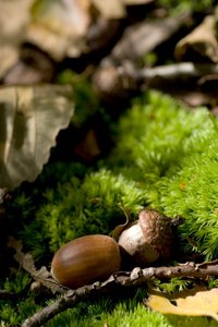 Acorn: Some acorn nuts in a green/autumn/fall environment.