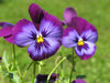 paarse viooltjes: 