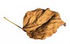 brown leaf: none