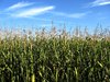 corn field: none