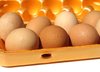 huevos de granja 2: 