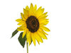 sunflower 3: none