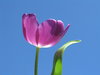 tulipán azul 3: 