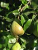 pear tree: none