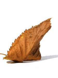autumn leaf: none