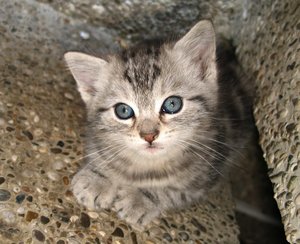 little kitty 2: none