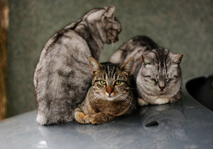 tres gatos: 