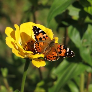 mijn tuin vlinder: 