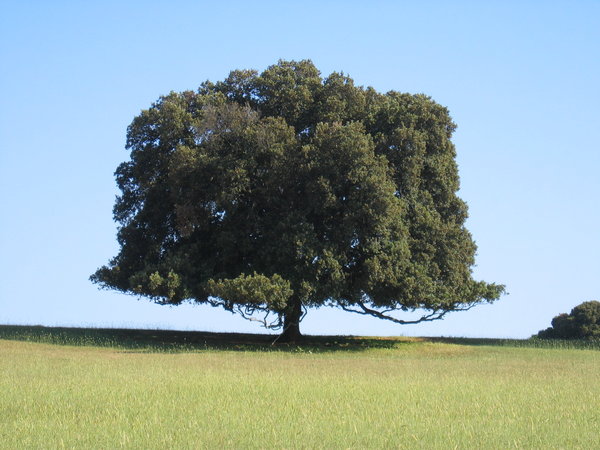 big tree: tree on island Brijuni, Croatia