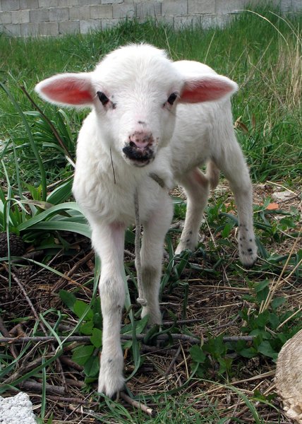 cute lamb: none