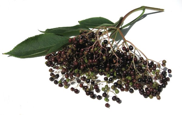 elder berries: none
