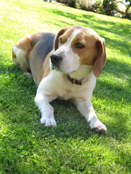 cute beagle: none