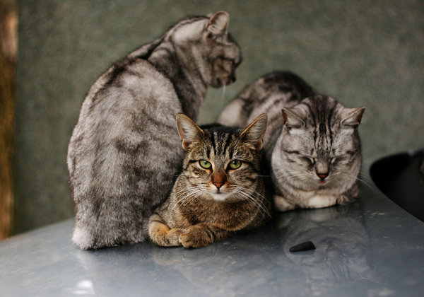 drie katten: 