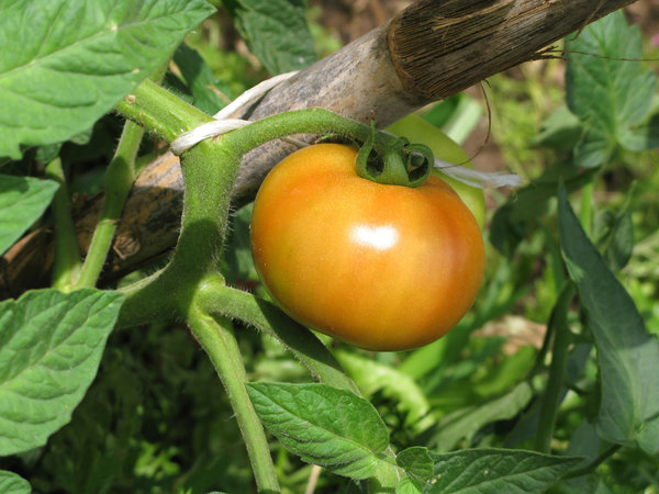 growing tomatoes: 