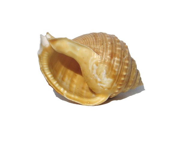 sea shell: none