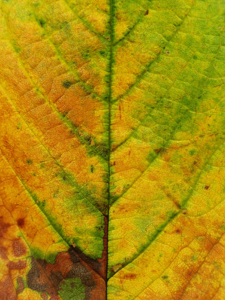 Blätter im Herbst: 
