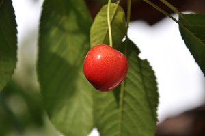 Cherry: Cherry in the tree