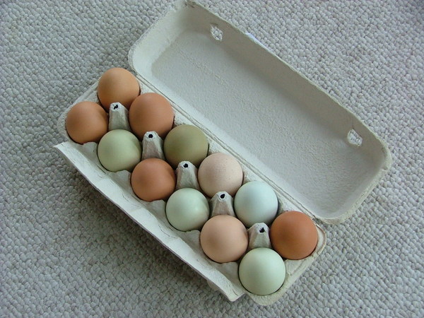 Ein Dutzend Eier Kostenlose Stock Fotos Rgbstock Kostenlose Bilder Lw23 February 25 13 17