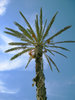 Palm tree: Palm tree against the blue sky
