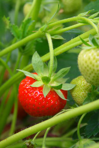 Strawberry: Strawberry close-up