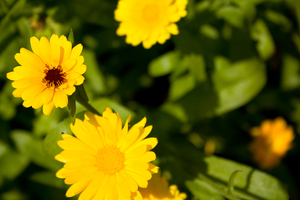 Yellow flowers: 