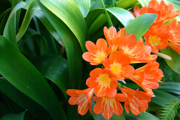 pomarańczowe kwiaty: 