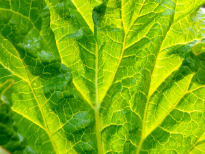 Rhubarb leaf: Spring rhubarb leaf backlit by the sun