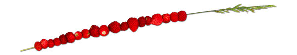 Summer strawberries: Wild strawberries on a straw