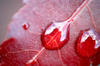 Blood Drops: 