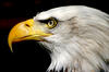 Bald Eagle 1: :) I love these things, theyre so dam powerful. Id love to be an eagle.