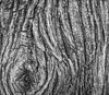 Tree bark: no description
