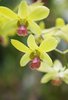 Orchids 1: Beautiful orchids