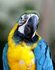 Colourful Bird 4: Snapshot of a parrot in a bird park