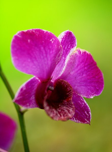 Orchid Serie 2: 