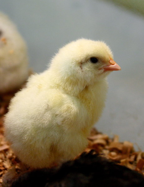 Cool Chick: Snapshot of cute fluffy looking chick