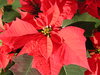 Poinsettia flower: Poinsettia potted in a large pot for christmas.