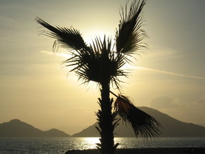 Palm tree in the setting sun: sunset in Turkey