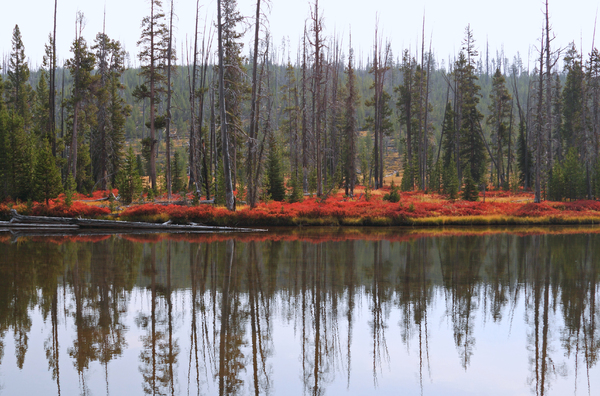 Red River Bank: The banks of The Lewis river in autumn, Yellowstone National Park, USA