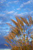 grasses in the wind: Beach side grasses blowing in the wind against the blue sky