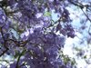 Jacaranda flowers: Lavender shades of a Jacaranda tree (they originate from Brazil)  Photo Fitzroy Gardens, Melbourne, Australia