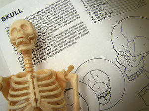 Skelet Studie 2: 