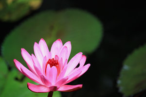 waterlily: 