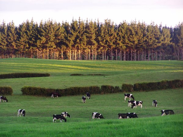 tierras agrícolas escena NZ: 