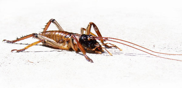 Don't bug me!: Flightless insect of New Zealand, a weta, known in Australia as a king cricket. Reclusive, they come out at night to feed on vegetation.  They are surprisingly heavy insects, but are not poisonous.