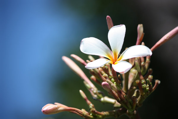 Plumeria bloom: White plumeria or franigpani flower