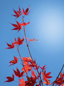 red leaves: 
