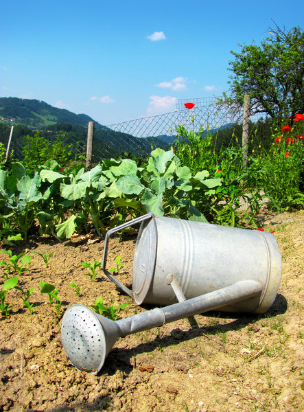 watering can: lying on the garden ground