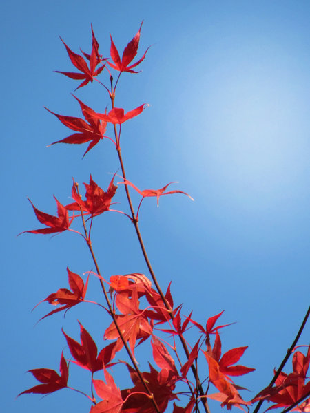 red leaves: red maple leaves against blue sky