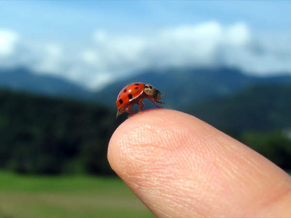 Ladybug: Ladybug sitting on finger