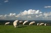 Sheep like the clouds: Sheep enjoying fresh green pasture on the top of the South Downs, West Sussex, England.